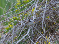 Passer montanus