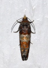 Eucopina tocullionana