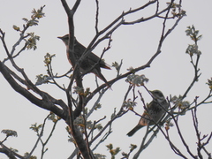 Turdus eunomus