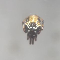 Parasteatoda lunata