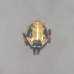 Parasteatoda lunata