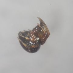 Parasteatoda lunata