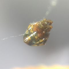 Parasteatoda lunata