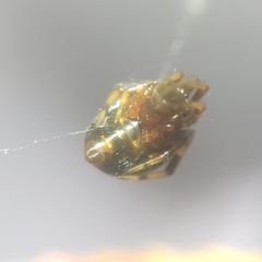 Parasteatoda lunata