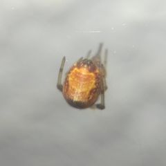 Parasteatoda lunata