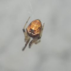 Parasteatoda lunata