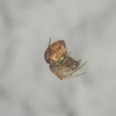 Parasteatoda lunata