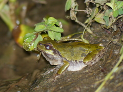Hyla japonica