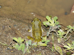 Hyla japonica