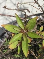 Carphalea