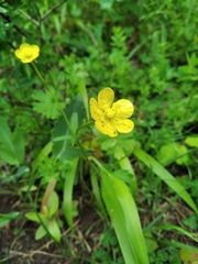 Ranunculus constantinopolitanus
