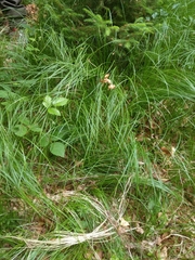 Carex brizoides
