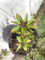 Carphalea