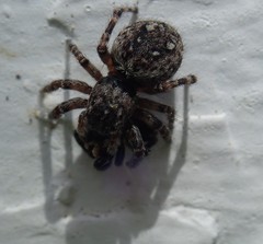 Pseudeuophrys erratica