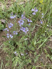 Veronica dalmatica