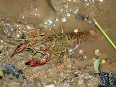 Procambarus clarkii