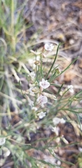 Astragalus convallarius