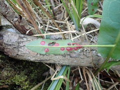Puccinia phragmitis