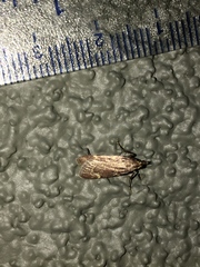 Arta epicoenalis