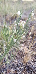 Astragalus convallarius