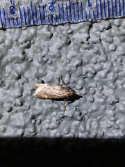 Arta epicoenalis