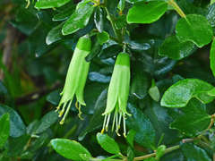 Correa glabra glabra