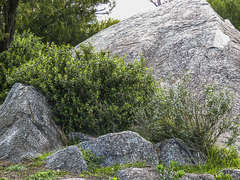 Correa glabra glabra