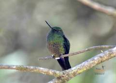 Eriocnemis cupreoventris