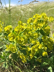 Euphorbia stepposa