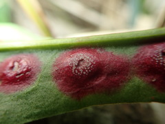 Puccinia phragmitis
