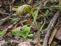 Pterostylis truncata