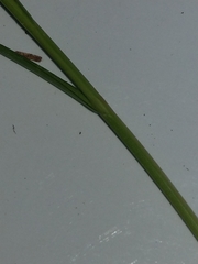 Carex brizoides