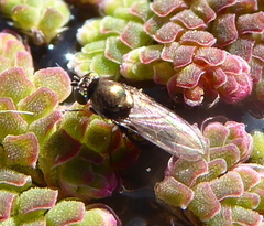 Hydrellia