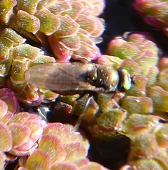Hydrellia