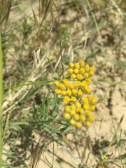 Achillea micrantha
