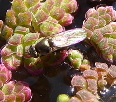 Hydrellia