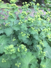 Alchemilla mollis