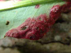 Puccinia phragmitis
