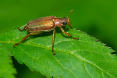 Dichelonyx subvittata