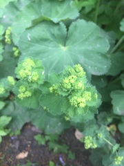 Alchemilla mollis