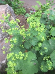 Alchemilla mollis