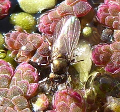 Hydrellia