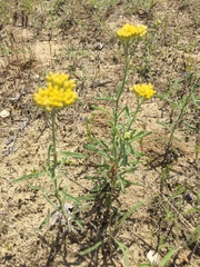 Achillea micrantha