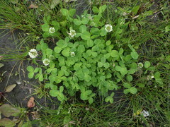 Trifolium repens