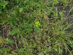 Matricaria discoidea