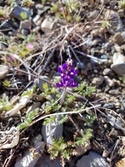 Lupinus flavoculatus