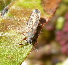 Blissidae