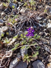 Lupinus flavoculatus