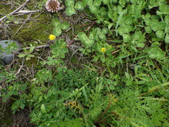 Medicago lupulina