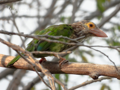 Lineated Barbet photo 4